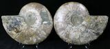 Cut/Polished Ammonite Pair - Agatized #21792-1